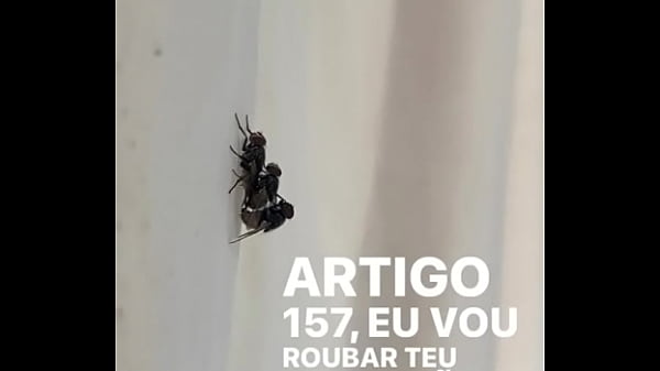 Concei&ccedil;&atilde;o sentando na pika em pleno fim de semana