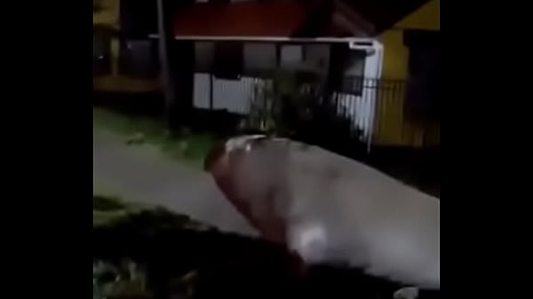 Morsa na foda da sala 