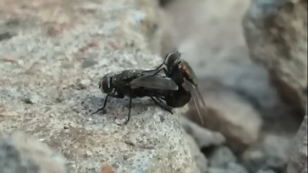 Mosquinha safada n&atilde_o perdoa porno amador by: Pedroca