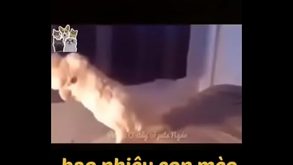 Video x&aacute_c minh