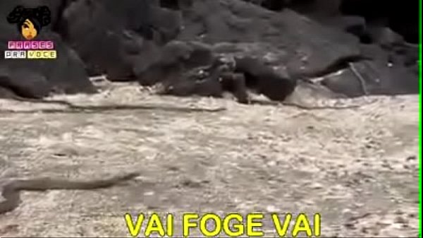 Fode essa buceta selvagem