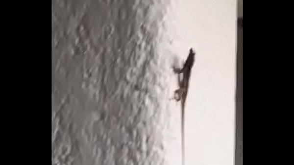 Lagartijas_valientes cogen_en la pared