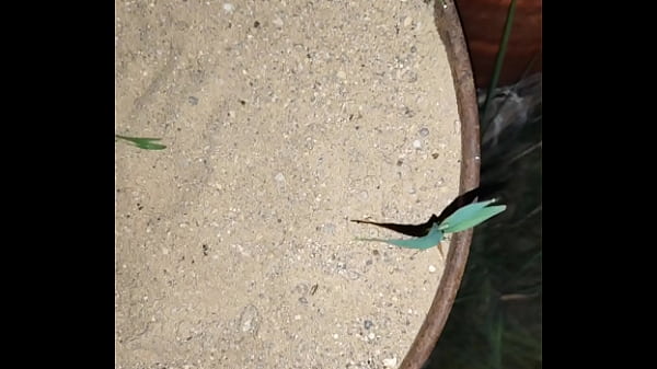 Chastity key burried away 