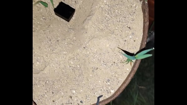 Chastity key burried away 