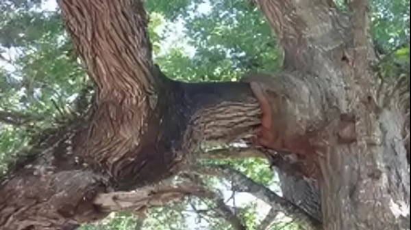 বিশ্বের বৈচিত্রময় ওঅদ্ভুত কিছুগাছ যা দেখলে আপনি অবাক হবেনTop Incredible_Plants in The World