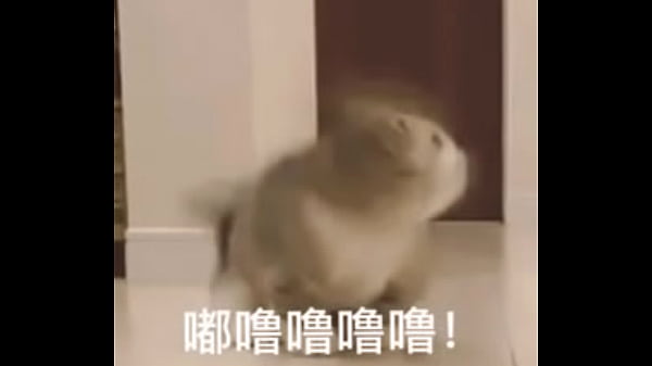 验证视频