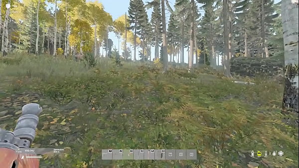 en el bosque me encuentro un oso 