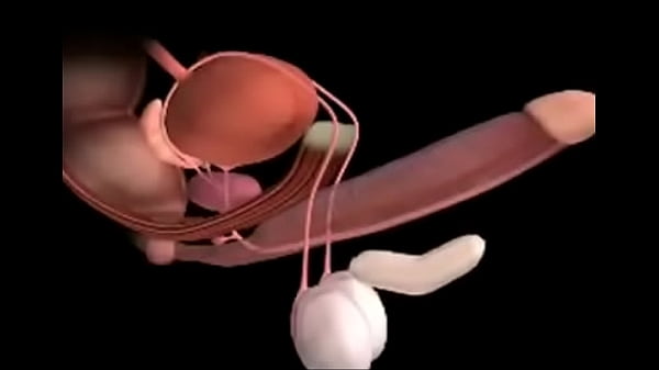 cock x ray orgasm_contractions simulator