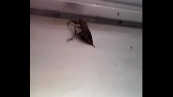 20140608 001910 thumbnail