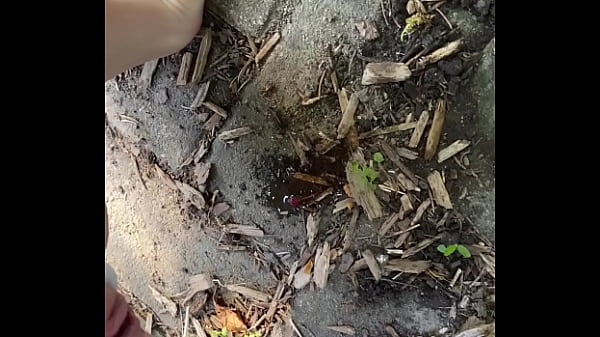 Tiatinkles outside tinkles img 2891 aug 12 2025 