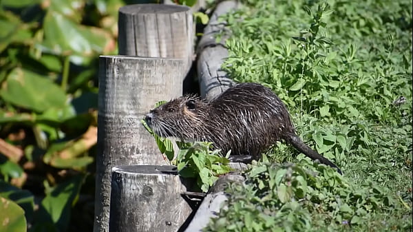 Nonton Petit Ragondin :) thumbnail