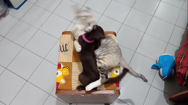 Verification video