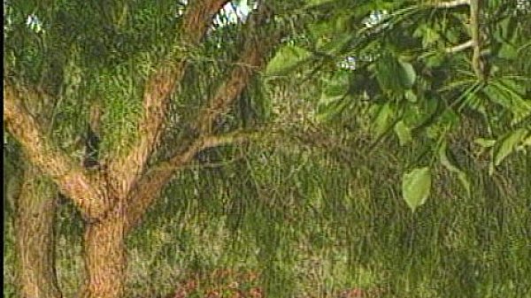 Pacific Sun - Travlin Wild - scene 3 