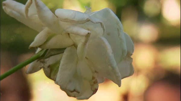 Jessi Summers Has A Picnic Affair thumbnail