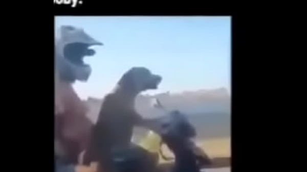Scooby sendo enganado atrav&eacute_s de produtos il&iacute_citos