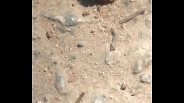 Joaninhas no sexo sem vergonha 