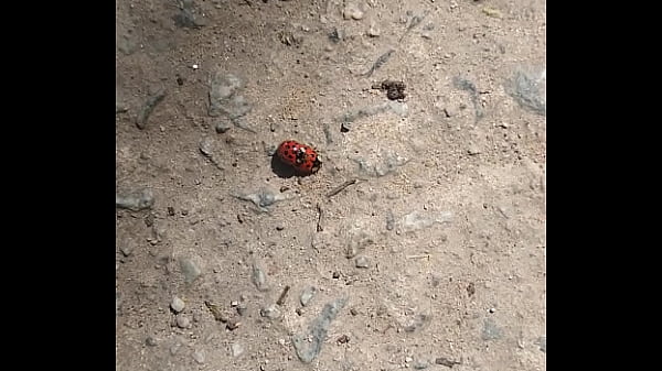 Nonton Joaninhas No Sexo Sem Vergonha thumbnail