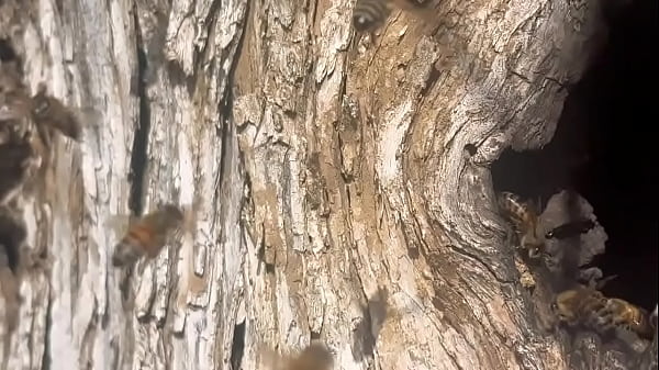 Video of me finding a beehive and not getting bit 