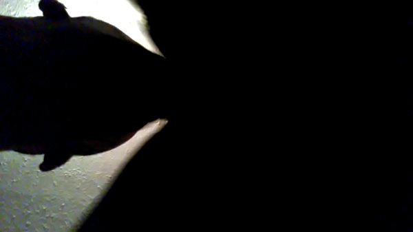 Play MP4 - Eating some pussy