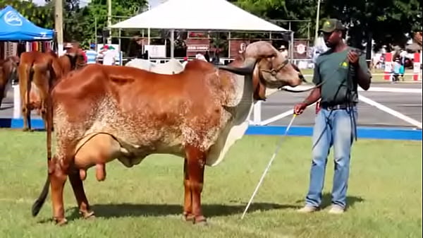 Gays Roludos Fudendo Pra Caralho As Novinhas De Curvelo Rolas Grossas E Cabe&ccedil;udas thumbnail