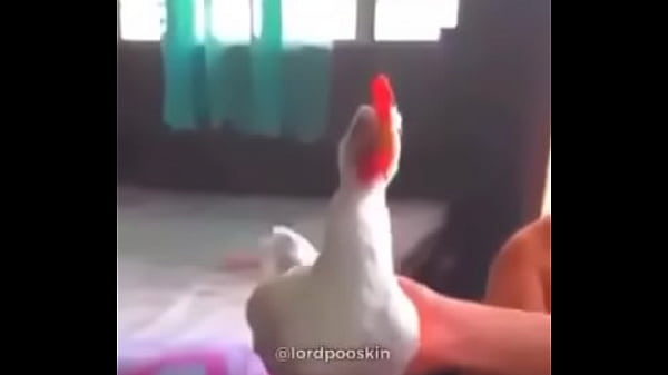 Shitpost | gallina no mueve la cabeza