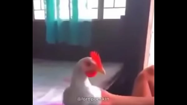 Shitpost | gallina no mueve la cabeza