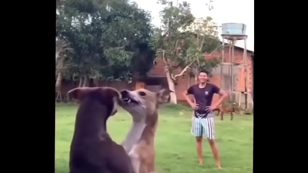 Play MP4 - Momazos 4