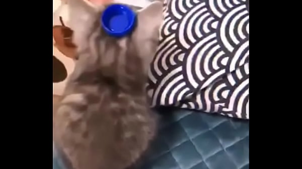 验证视频