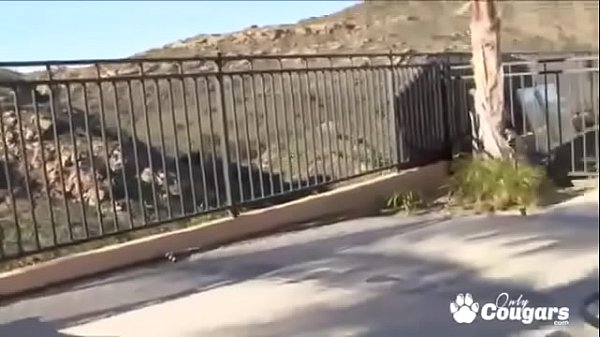 Play MP4 - Rachel Star and Mika Rain Ride A Cock Together