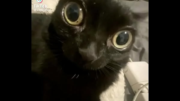 Nonton Gatos Para Dejar El Porno thumbnail