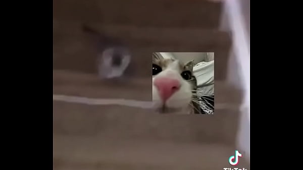 Gatos para dejar el porno 