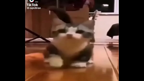 Gatos para dejar el porno 