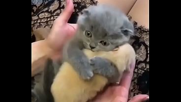 Gatito bonito