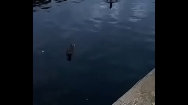 Video de v&eacute_rification