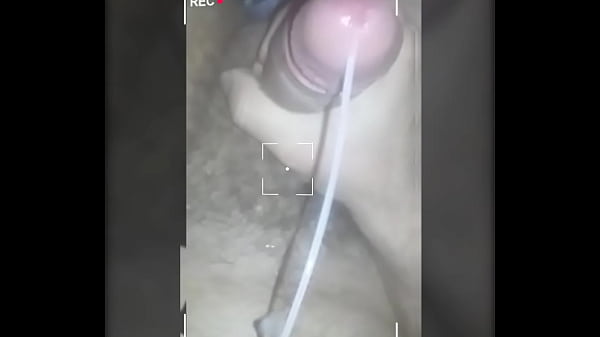 La polla dura y venosa 