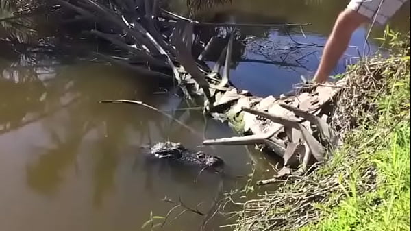 Just a cool american alligator with glasses after party. video thumbnail