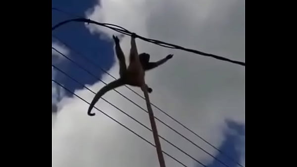 Zanotelli tentando dar pro Diego