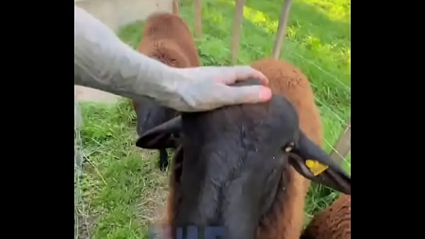 Play MP4 - Sweet little sheep on the way while running in Merion Wool&excl; &quest;&quest;️What&rsquo;s the cutest animal you&rsquo;ve encounte&period;&period;&period;