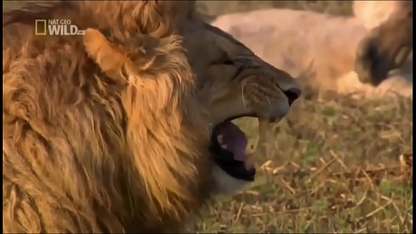 I MAKEA CAMP_BUDDY SCOUTMASTER SEASONEDIT PORN EDITION WATCHTLL THEEND