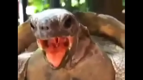 Tartaruga pegando esposa sem dó nem piedade pra bater a vida toda