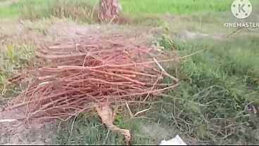 Bhabhi ko jungle mein le jakar chudai ki aur bhabhi ke munh mein cream bhi nikale hot bhabhi ki rasili chut ke liye