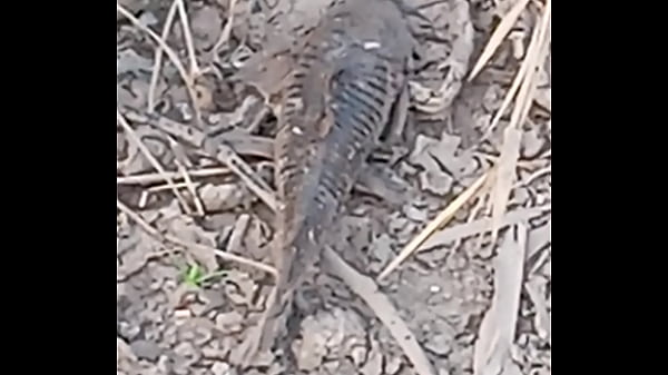 Peixe dano capa de deserte enquanto faz emote 