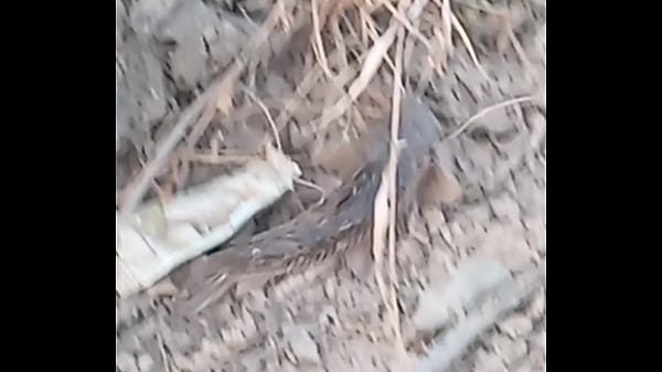 Nonton Peixe Dano Capa De Deserte Enquanto Faz Emote thumbnail