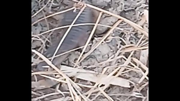 Peixe dano capa de deserte enquanto faz emote 