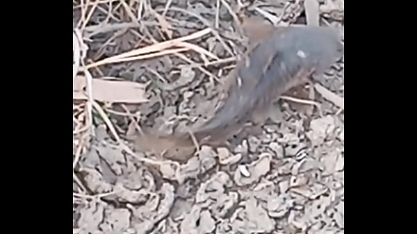 Peixe dano capa de deserte enquanto faz emote 