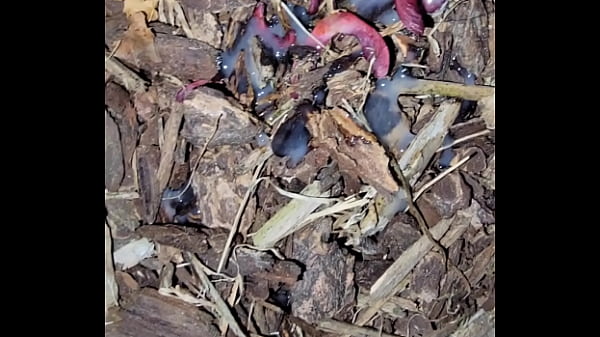 Fmeanal420 update #1 20240612 003701 2 jun 22 2024 