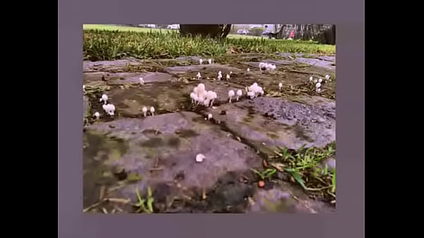 La Tortuga Gigante Sentado como un weon ensayo