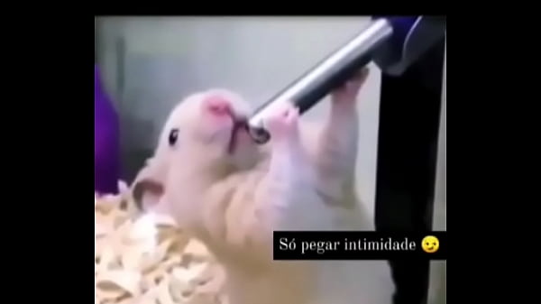 Segredo da paix&atilde;o sexshop amazonas 