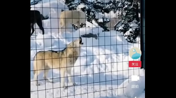 验证视频