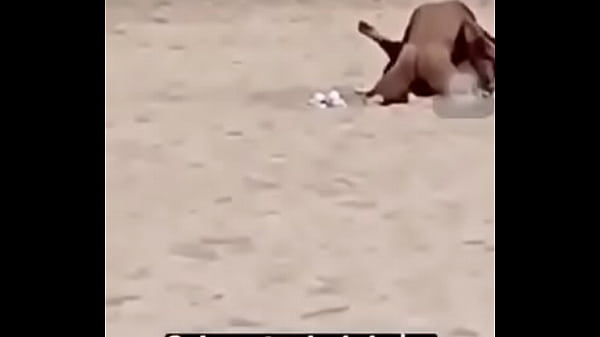 Nonton Meco thumbnail